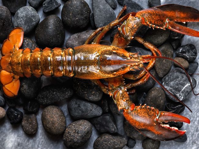 Lobster